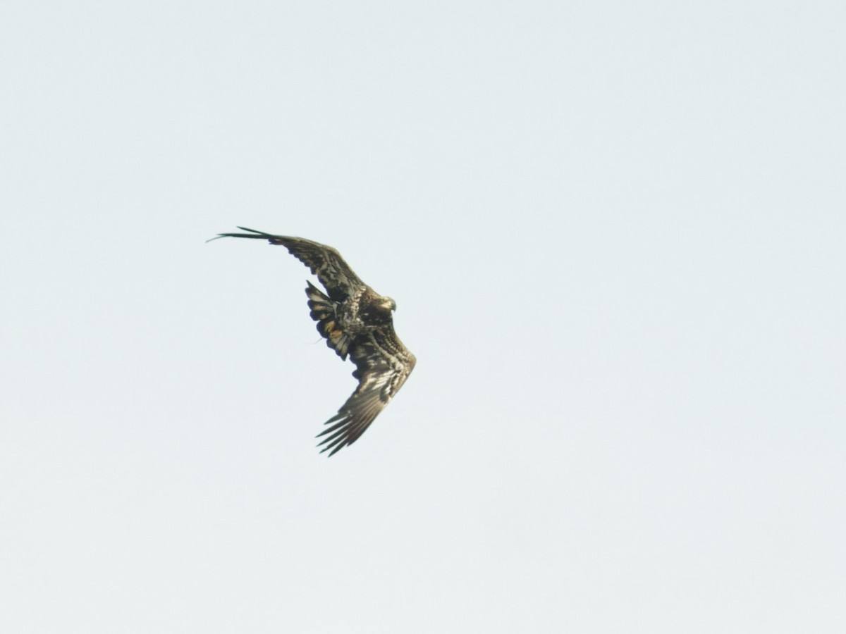 Bald Eagle - ML643844869