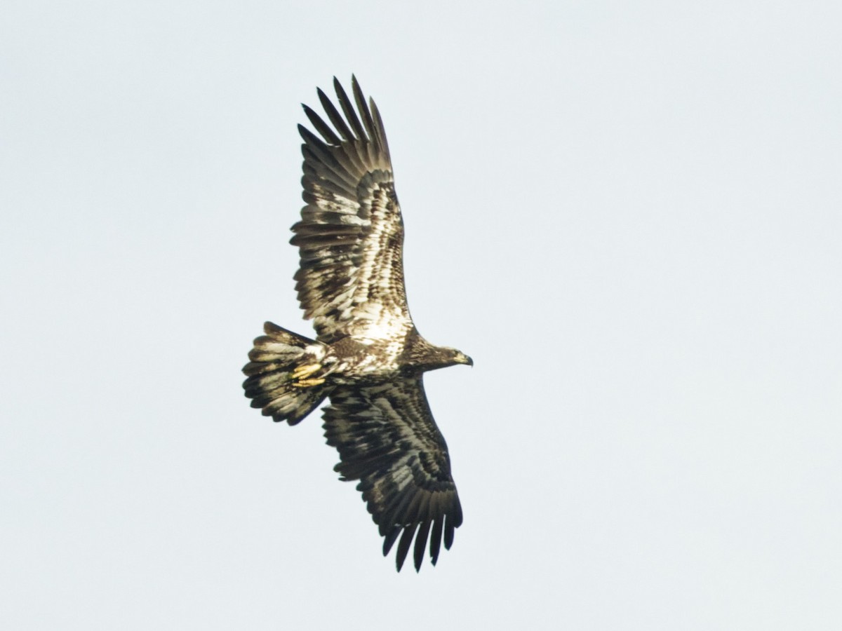 Bald Eagle - ML643844870