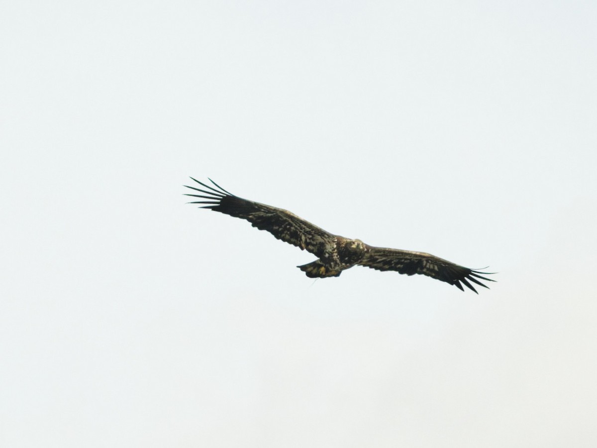 Bald Eagle - ML643844871