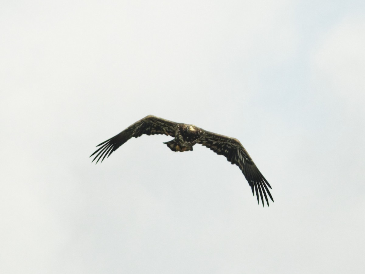 Bald Eagle - ML643844872
