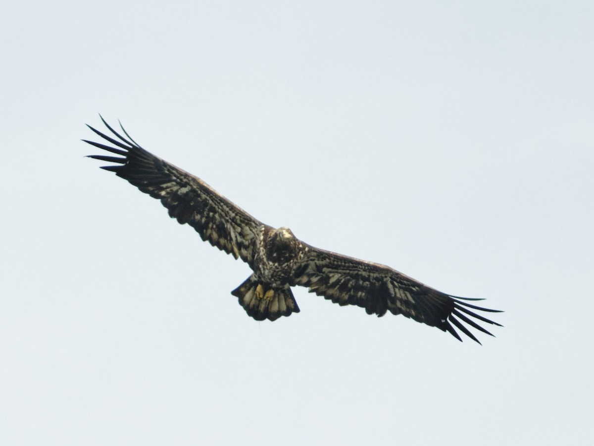 Bald Eagle - ML643844873