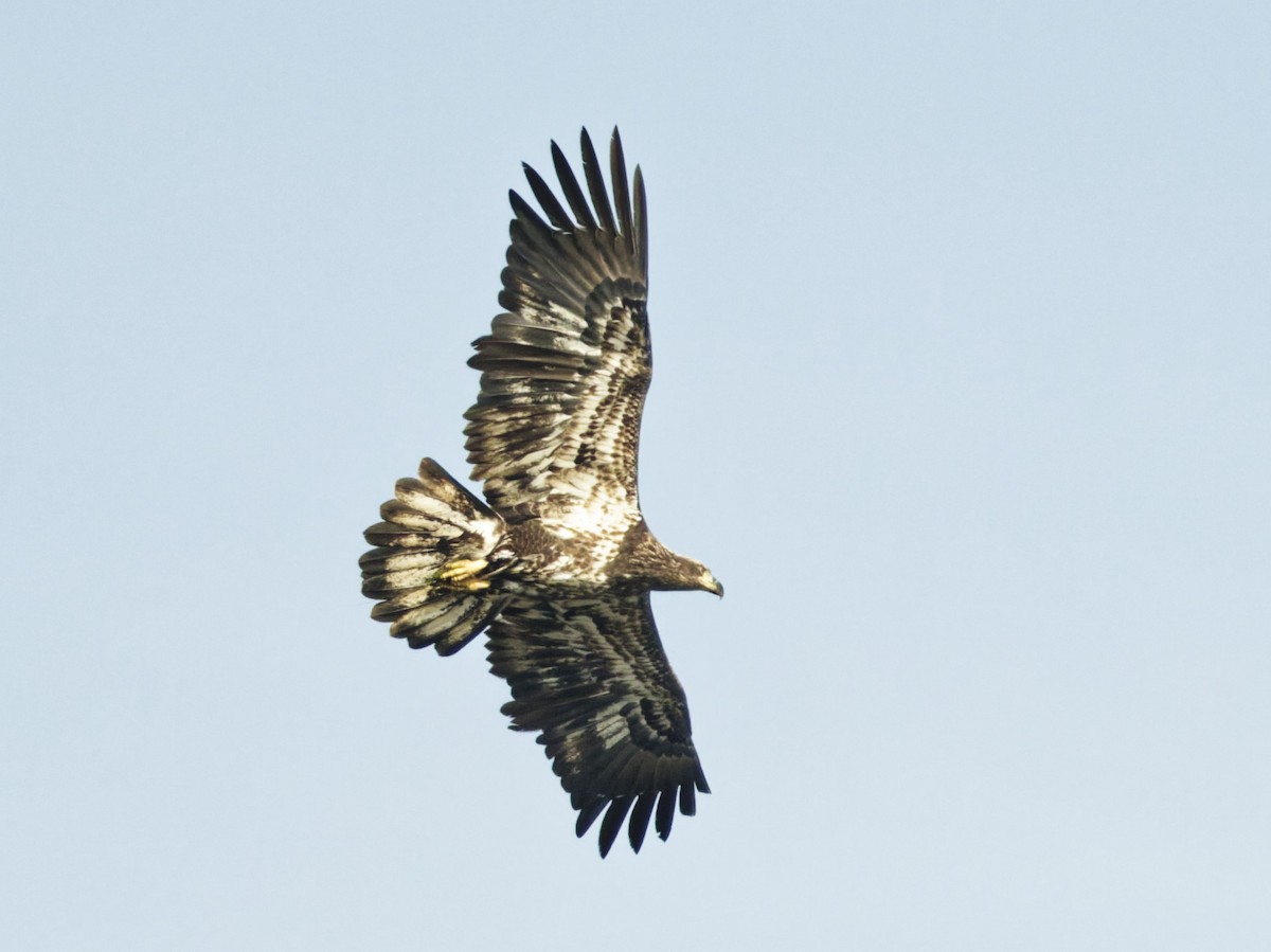 Bald Eagle - ML643844874