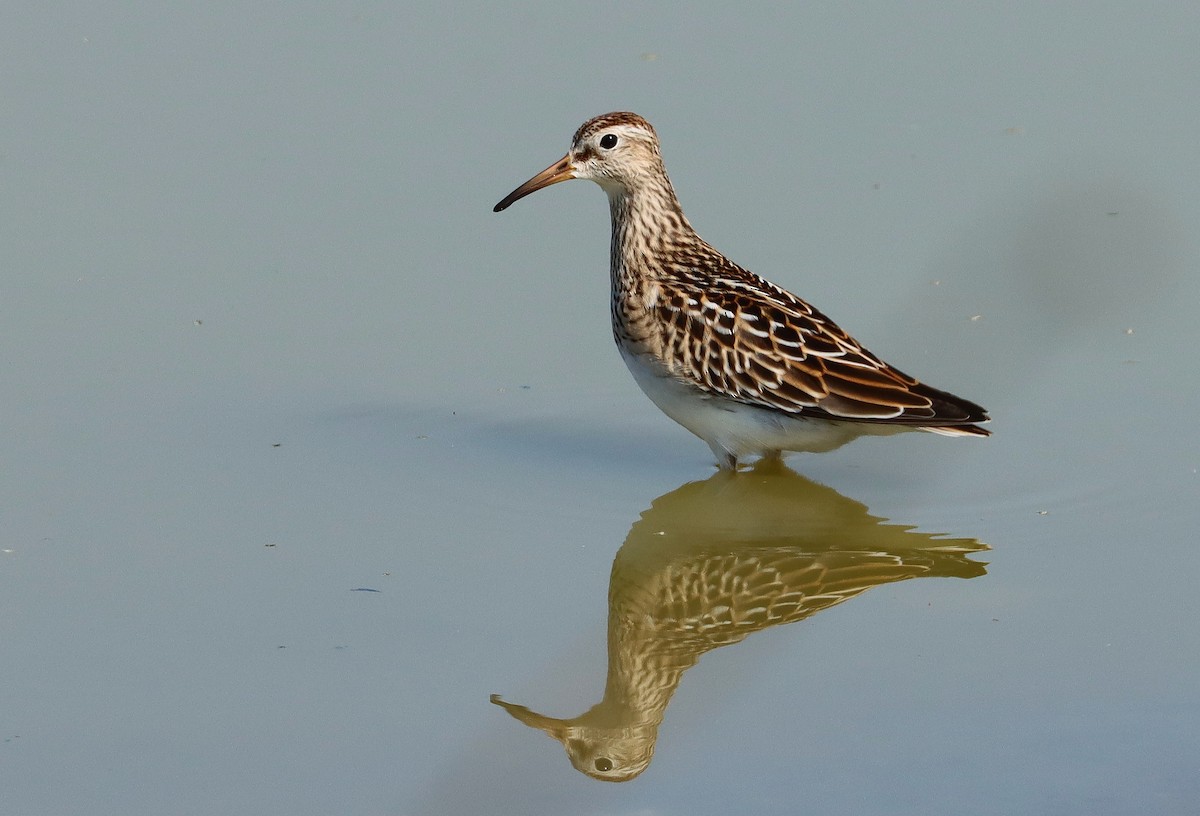 Graubrust-Strandläufer - ML643844875