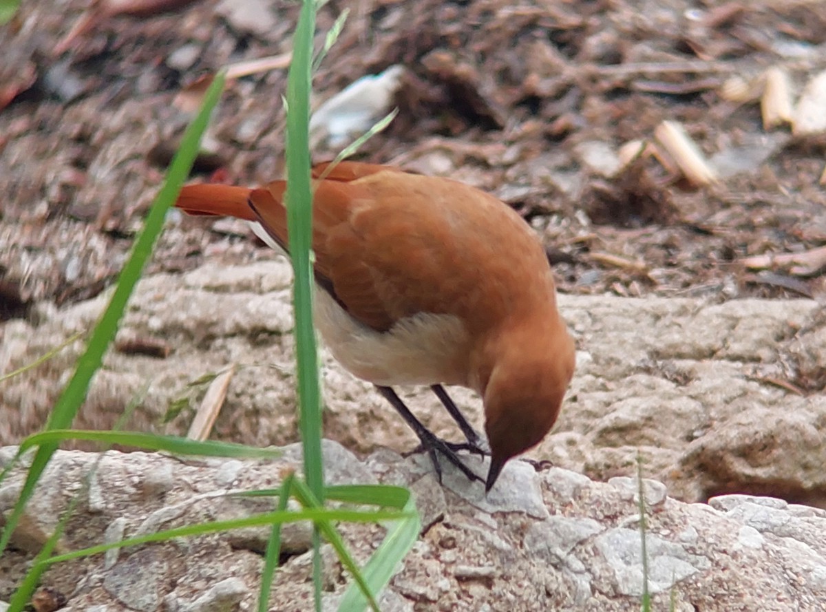 Rufous Hornero - ML643844883