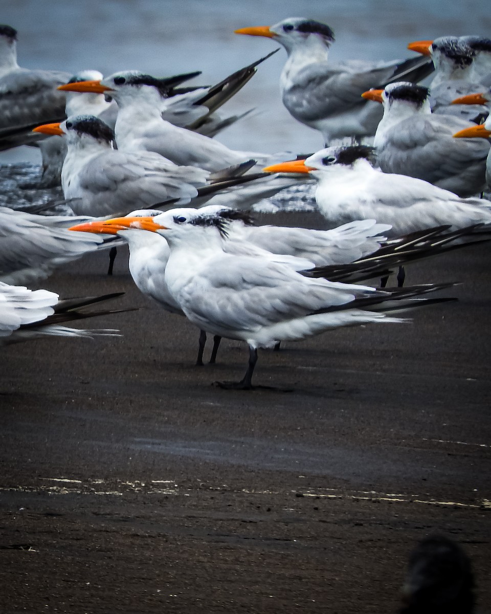 Elegant Tern - ML643844893