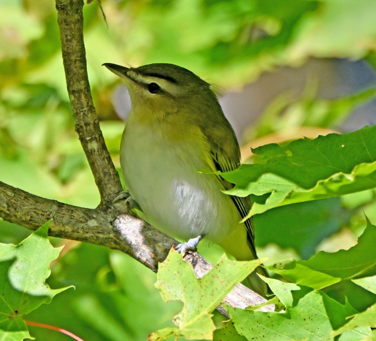 Rotaugenvireo - ML643844898