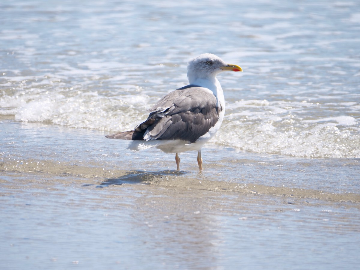 ニシセグロカモメ - ML643844899