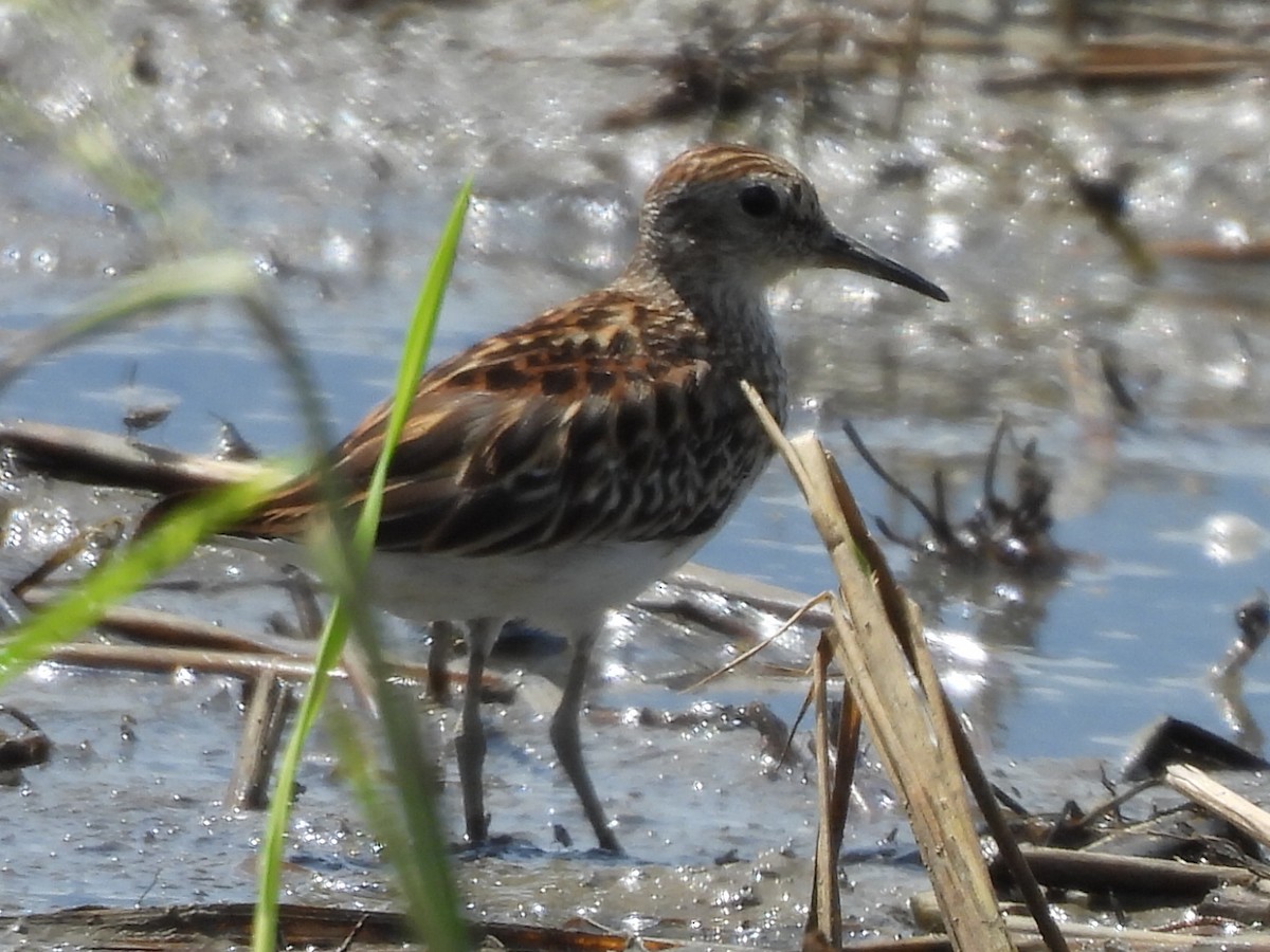 Calidris, unbestimmt - ML643844901