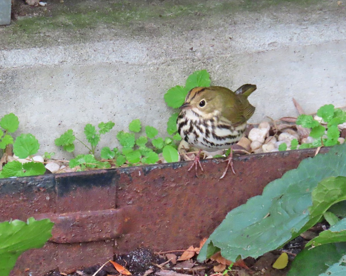 Ovenbird - ML643844926
