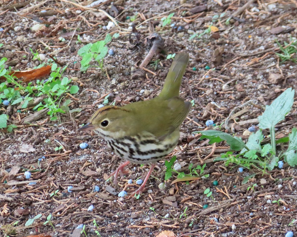 Ovenbird - ML643844928