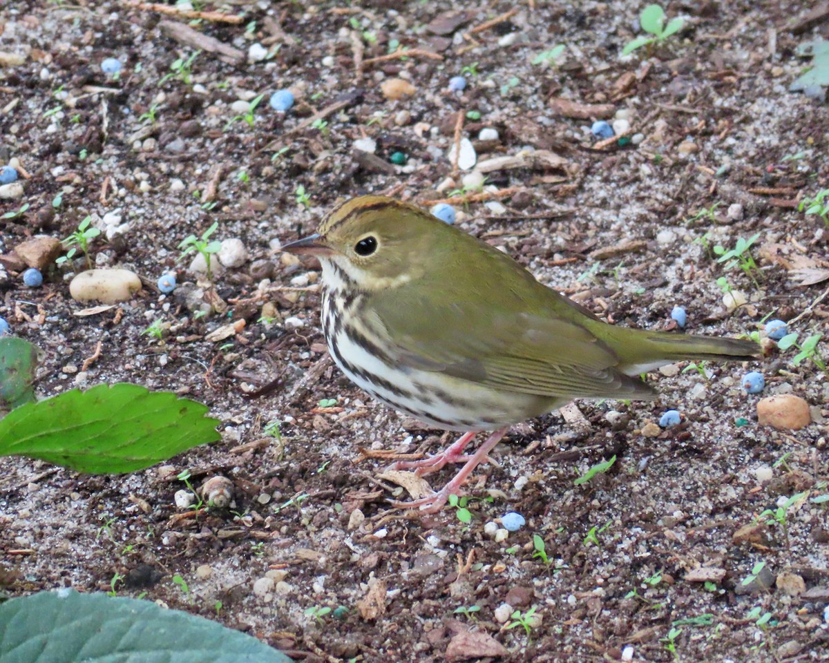 Ovenbird - ML643844929