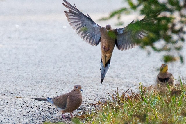 Mourning Dove - ML643844949