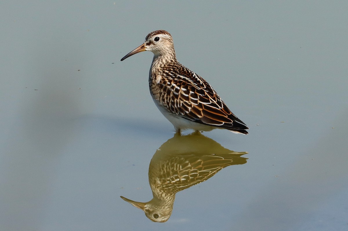 Graubrust-Strandläufer - ML643844954