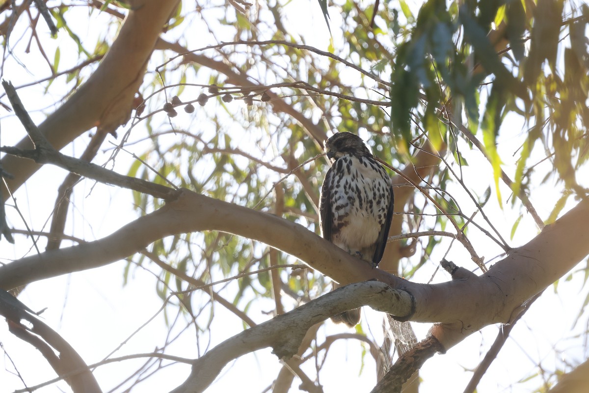 Broad-winged Hawk - ML643844978