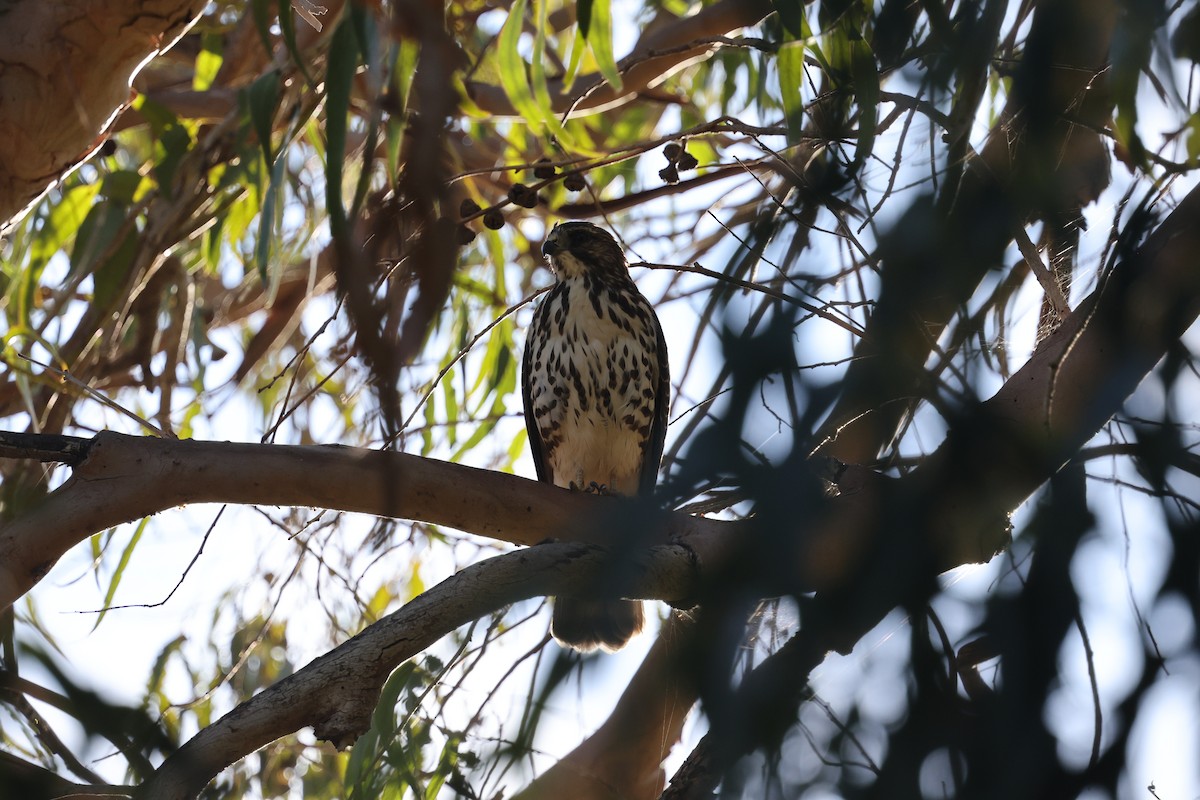 Broad-winged Hawk - ML643844979
