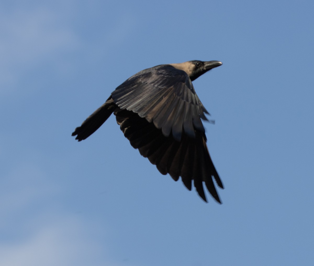 House Crow - ML643844988