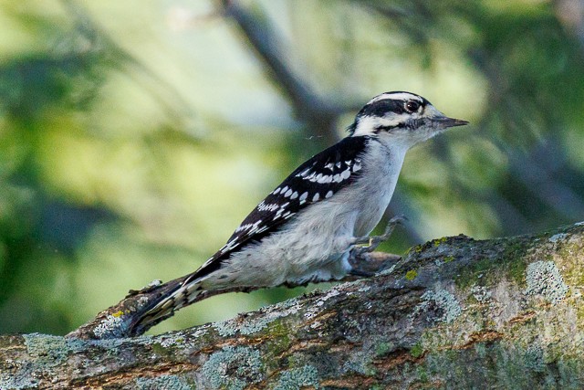 Downy Woodpecker - ML643844992