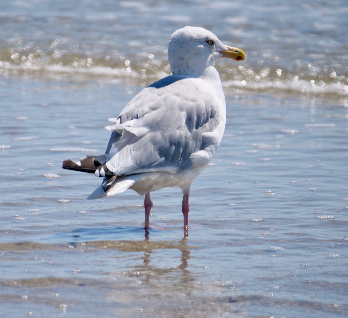 アメリカセグロカモメ - ML643844994