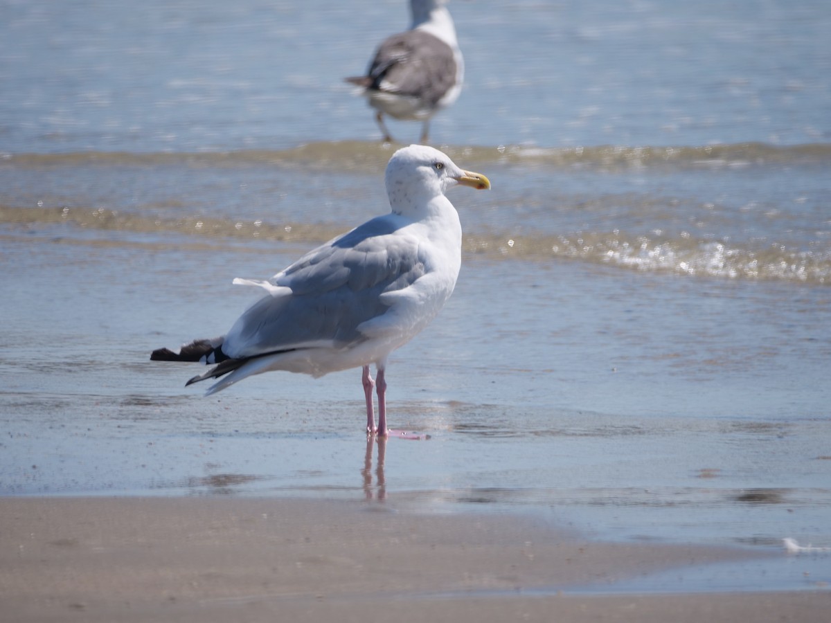 アメリカセグロカモメ - ML643844995