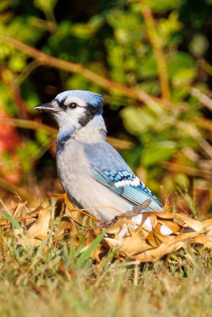 Blue Jay - ML643845004