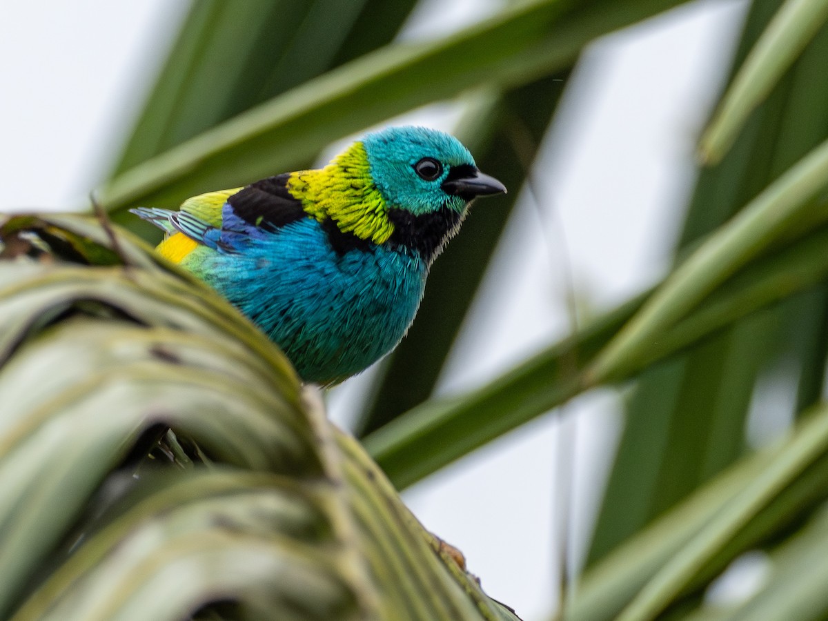Green-headed Tanager - ML643845008