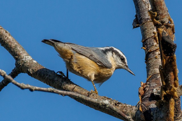 Red-breasted Nuthatch - ML643845015
