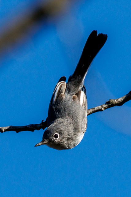 Blue-gray Gnatcatcher - ML643845023
