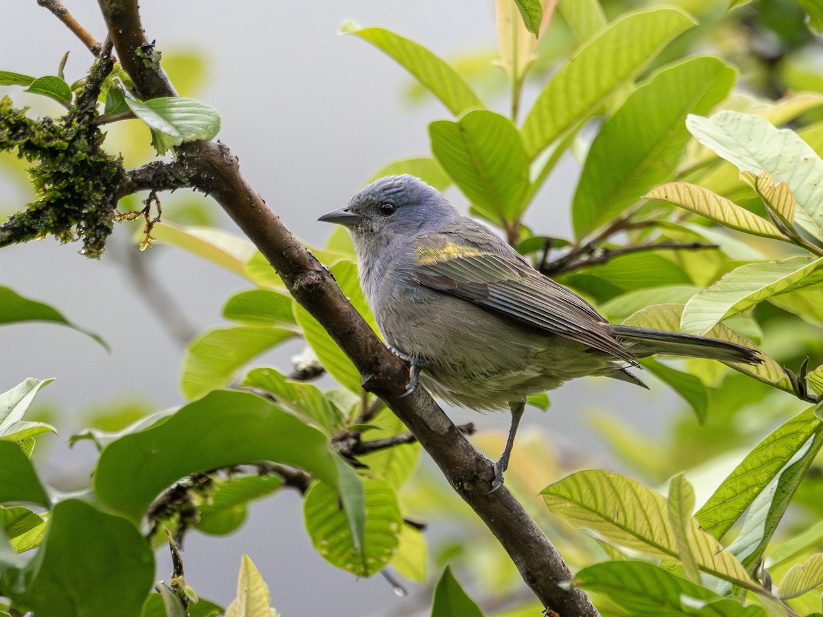 Golden-chevroned Tanager - ML643845030