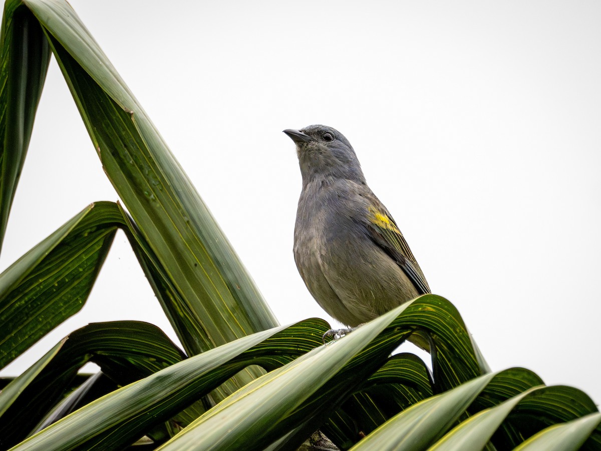 Golden-chevroned Tanager - ML643845031