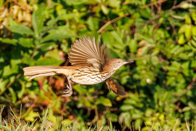 Brown Thrasher - ML643845039