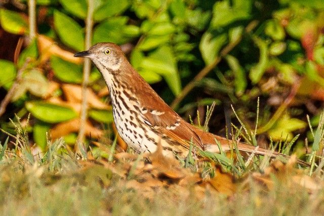 Brown Thrasher - ML643845040