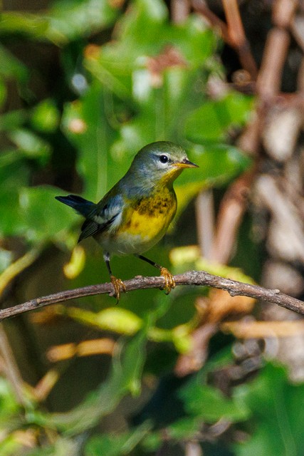 Northern Parula - ML643845063