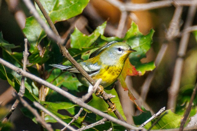 Northern Parula - ML643845064