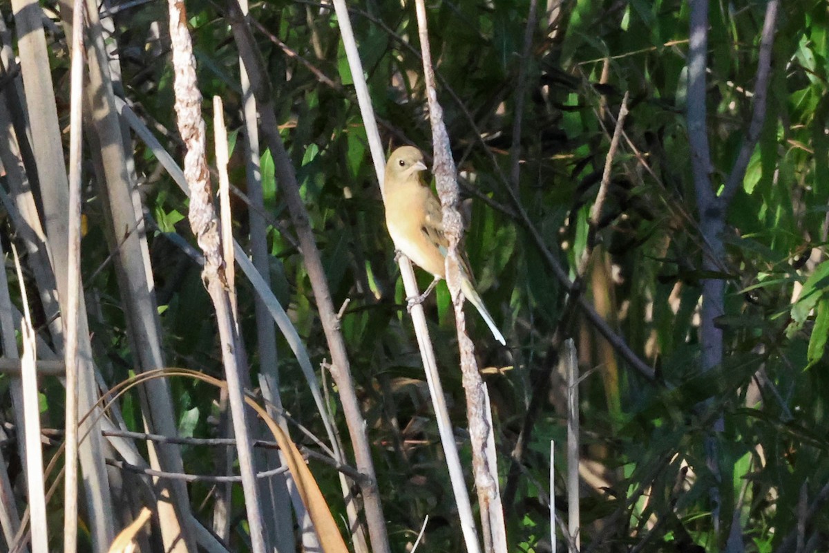 Lazuli Bunting - ML643845075