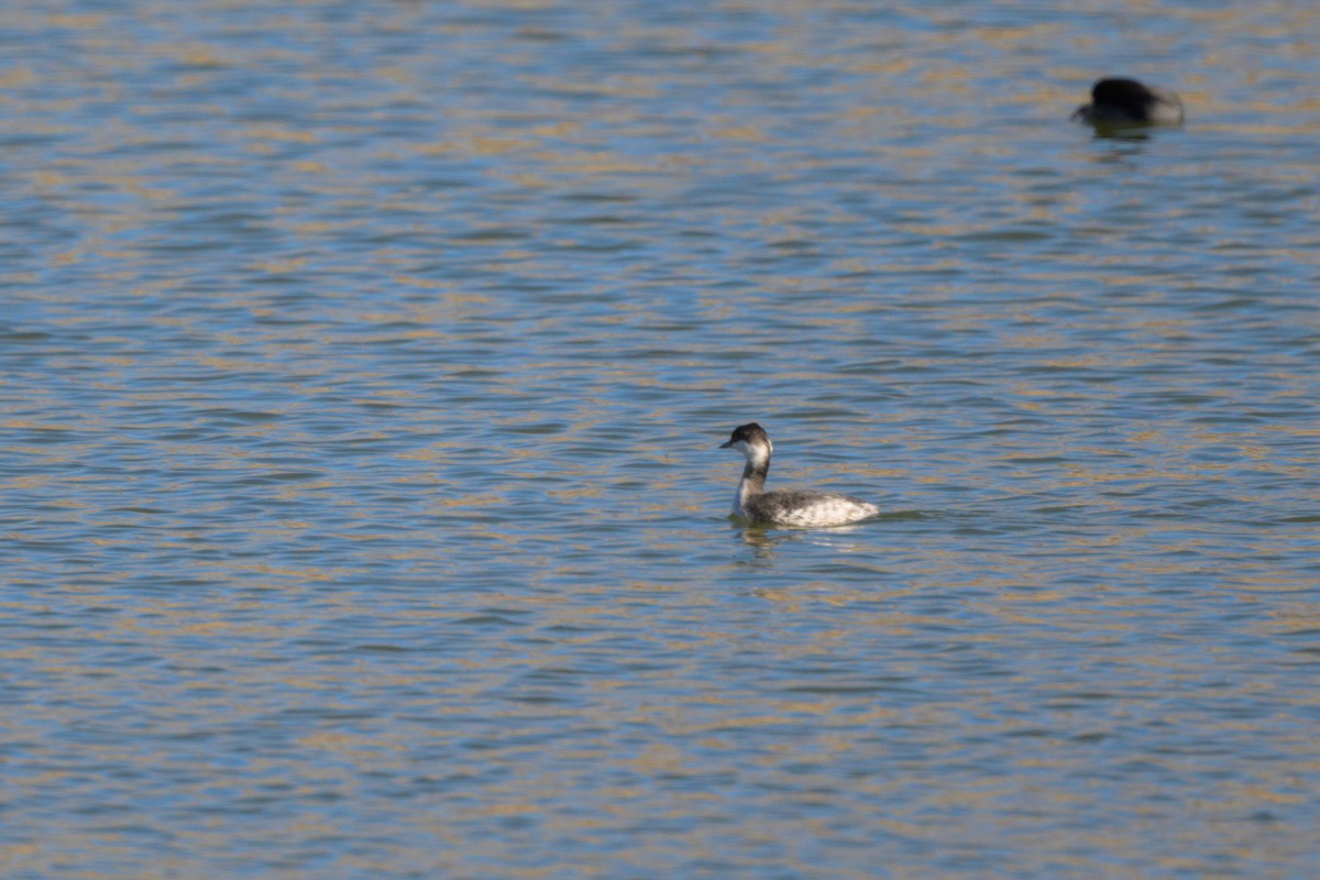 Horned Grebe - ML643845076
