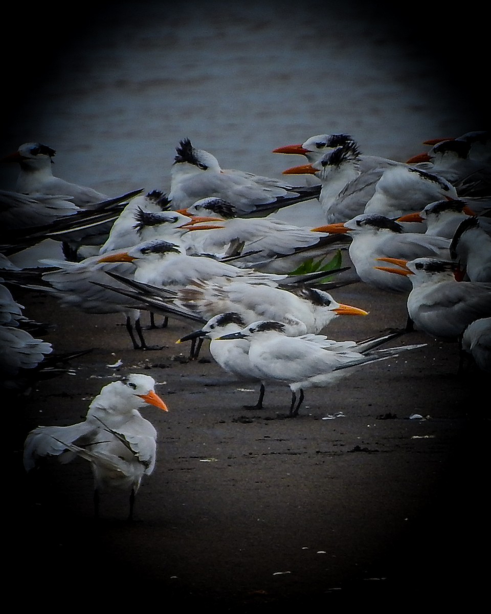 Sandwich Tern - ML643845080