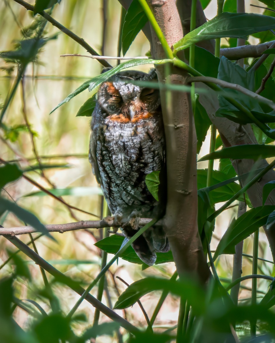 Flammulated Owl - ML643845085