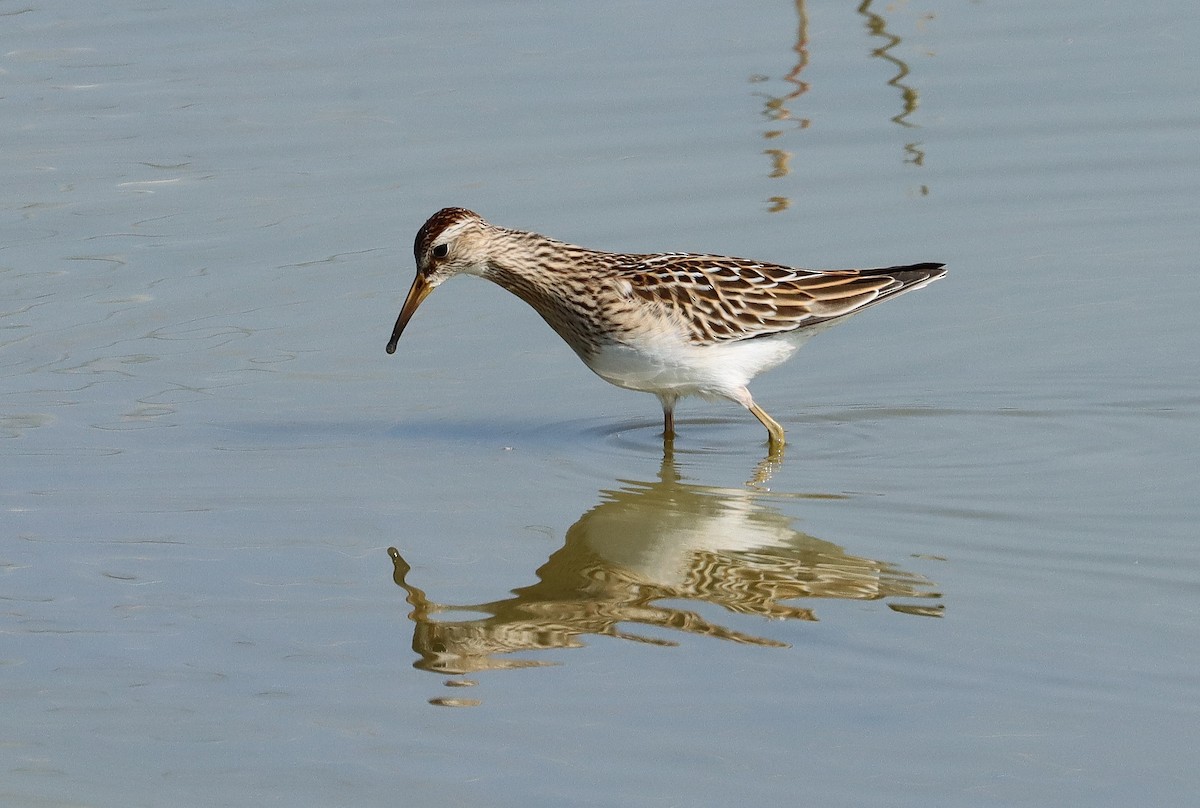 Graubrust-Strandläufer - ML643845112