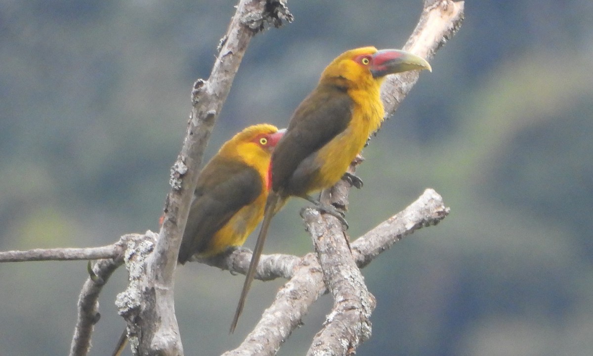 Saffron Toucanet - ML643845155