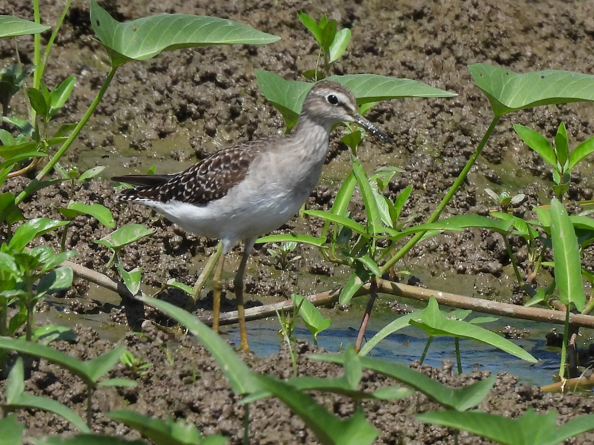 Bruchwasserläufer - ML643845177