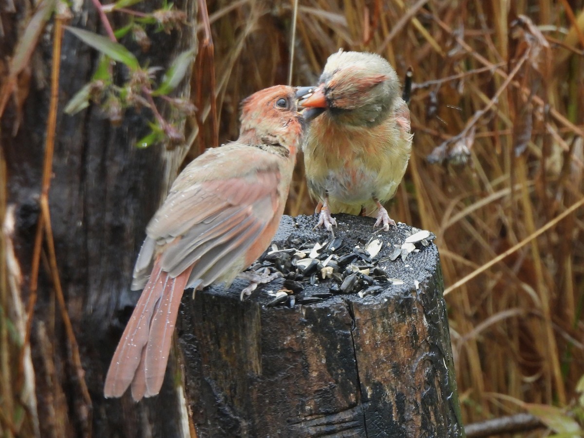 Kırmızı Kardinal - ML643845187