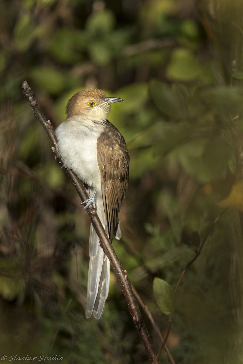 קוקיה שחורת-מקור - ML643845196