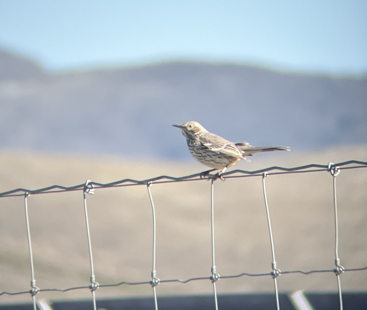 Sage Thrasher - ML643845197