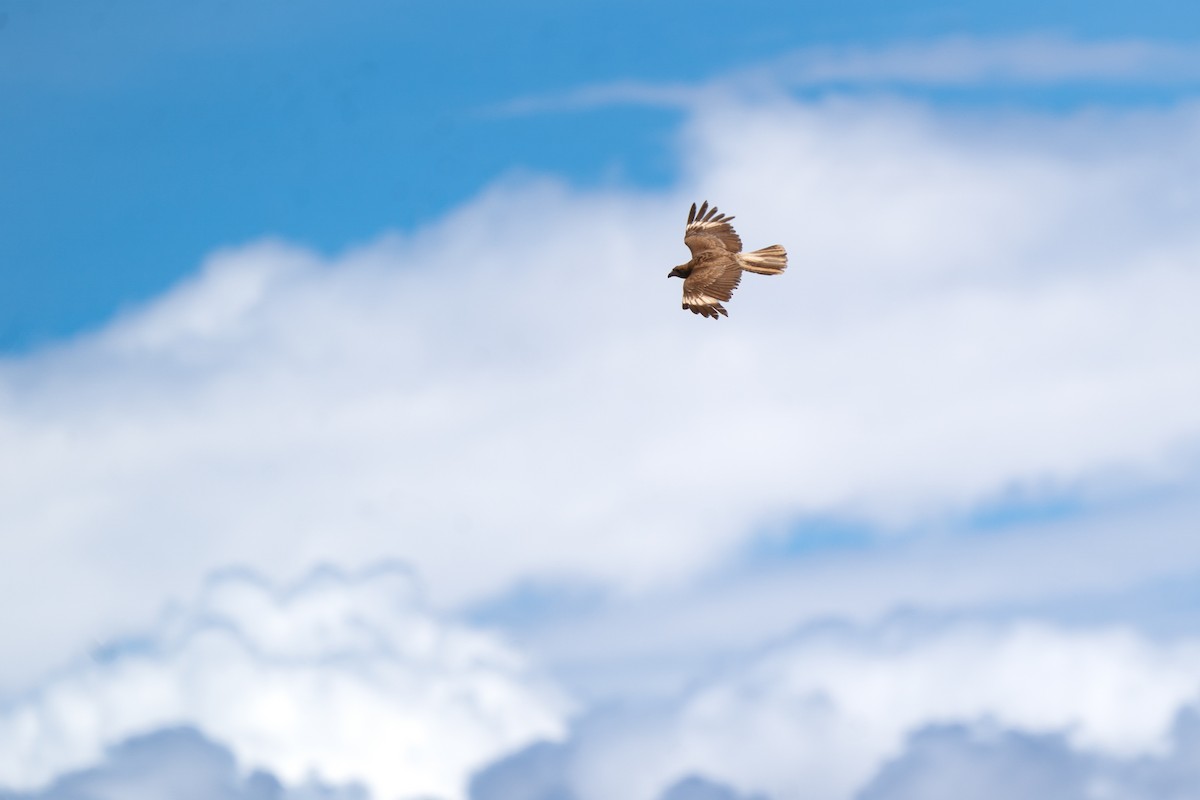 Mountain Caracara - ML643845205