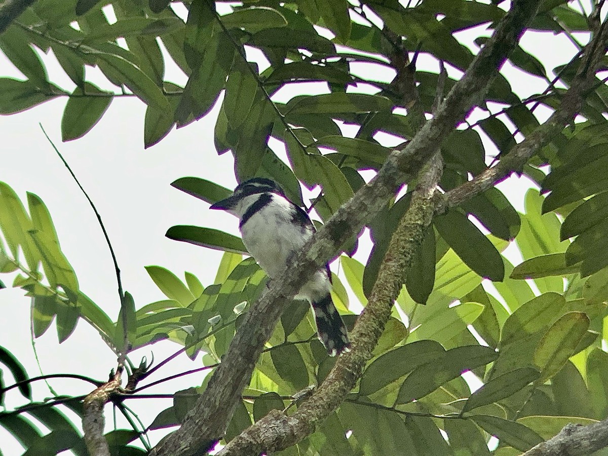 Pied Puffbird - ML643845208