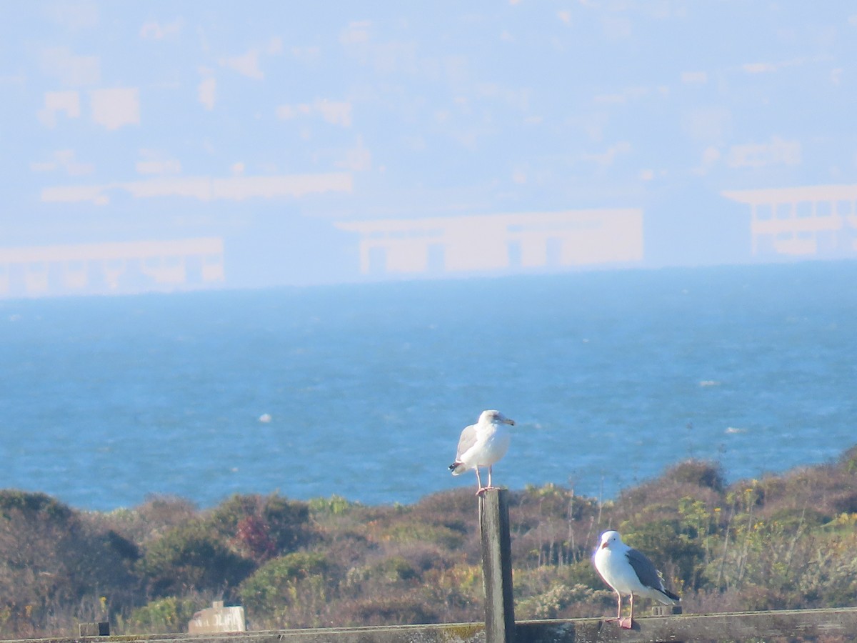 American Herring Gull - ML643845216