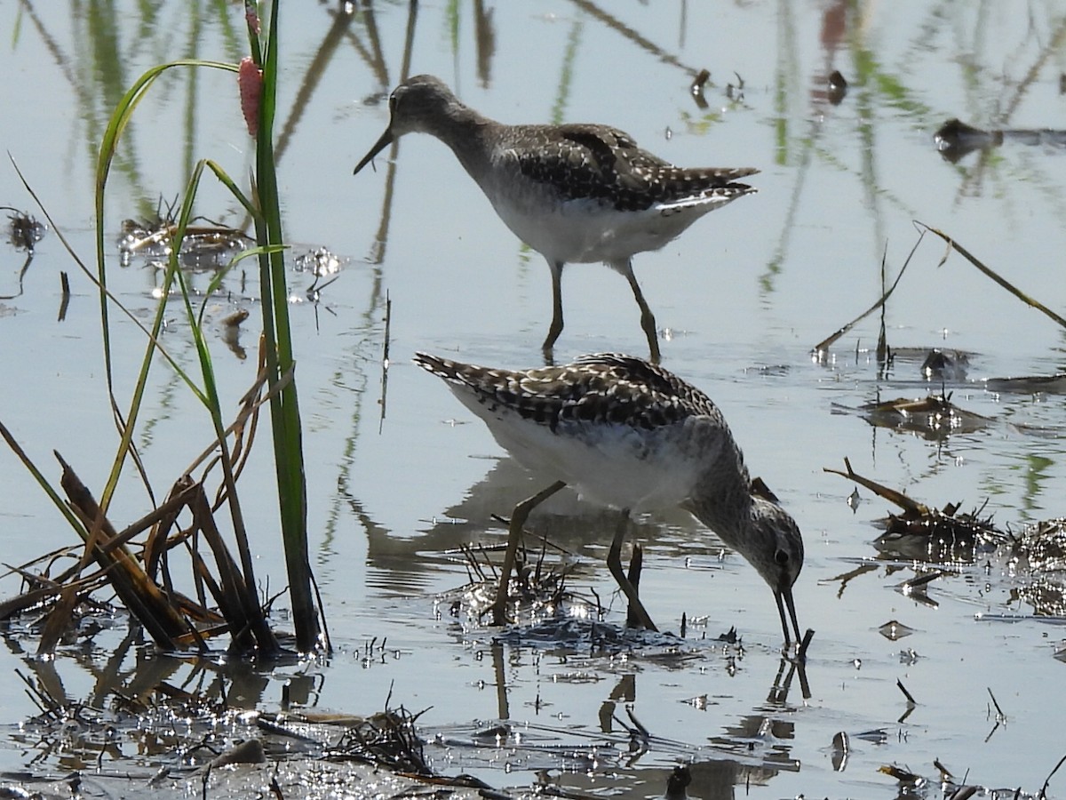 Bruchwasserläufer - ML643845217