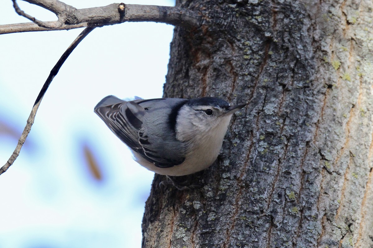White-breasted Nuthatch (Eastern) - ML643845221