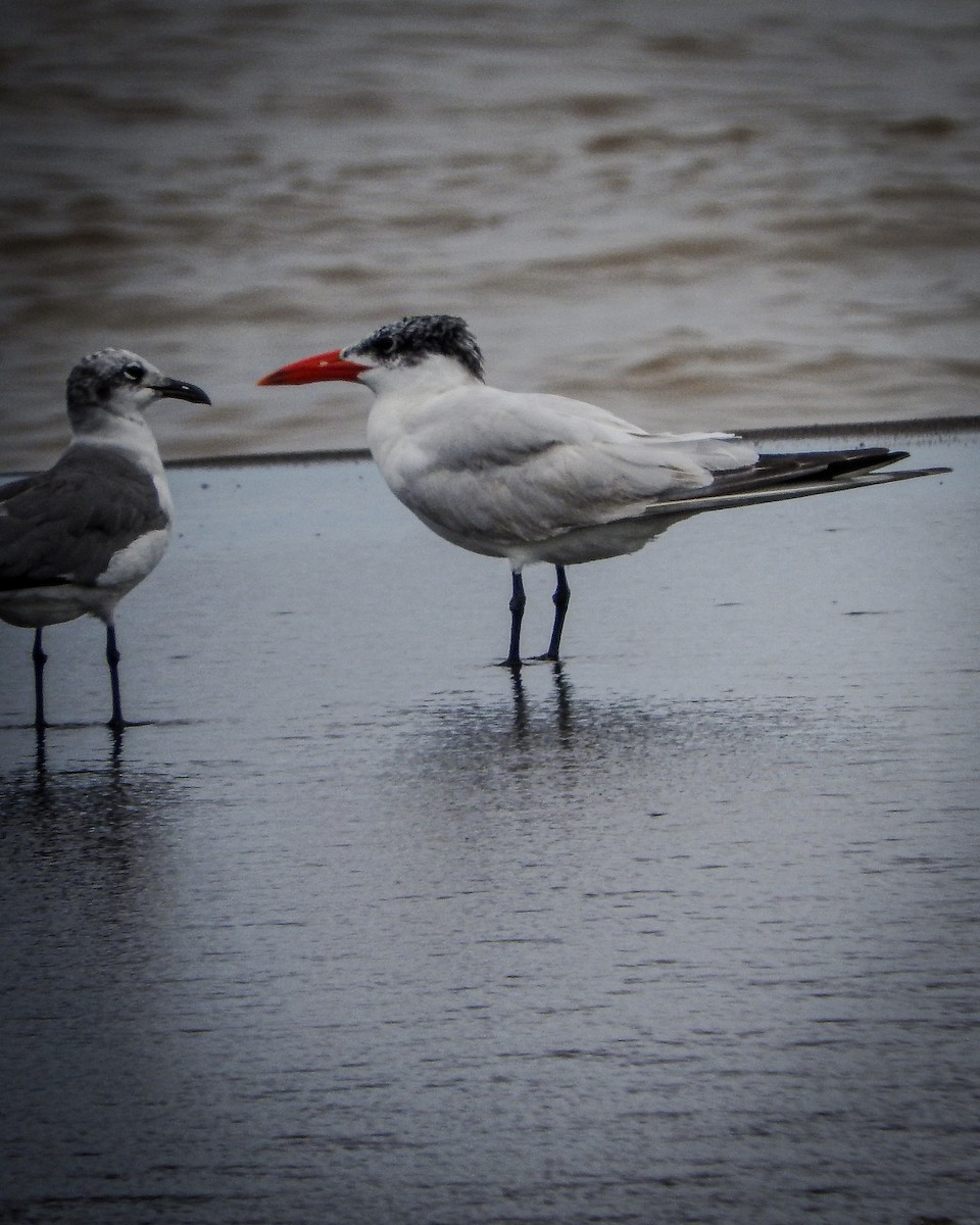 Caspian Tern - ML643845224