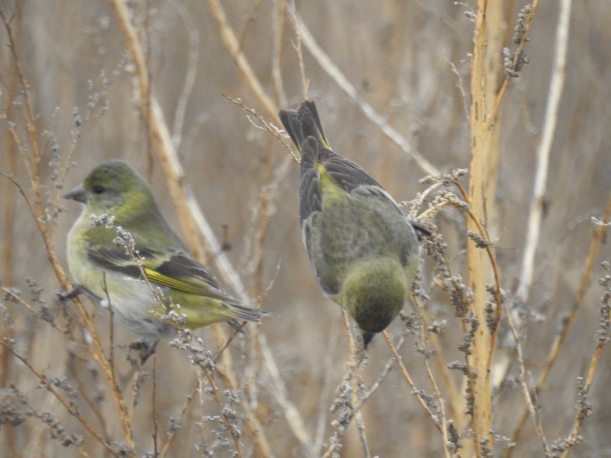 Hooded Siskin - ML643845242